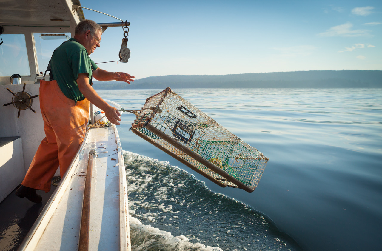Catching Lobster in a Trap